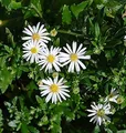 Produktbild: Wild Aster Ashvi - Aster ageratoides - lebende Gartenpflanze aus den Baumschulen