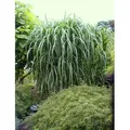 Produktbild: 4 x Riesen Chinaschilf, ideal als Hecke und Sichtschutz, Miscanthus giganteus