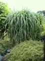 Produktbild: 4 x Riesen Chinaschilf, ideal als Hecke und Sichtschutz, Miscanthus giganteus