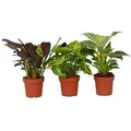 Produktbild: Plant in a Box 3er Mischung - Ctenanthe, Philodendron, Syngonium Höhe 25-40cm