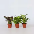 Produktbild: Plant in a Box - Zimmerpflanzen-Mix - 3 Stk - Höhe 25-40cm - Topf 12cm