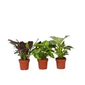 Produktbild: Plant in a Box - Hauspflanzen Mix - 3er Mischung - Ctenanthe, Philodendron, Syngonium - Topf 12cm - Höhe 25-40cm