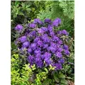 Produktbild: Rhododendron Russatum Enziana Blauviolett 30–40 cm