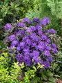 Produktbild: Rhododendron russatum 'Enziana' 30-40 cm – Winterhart, Immergrün, Mehrjährig – Rhododendron – Zierstrauch für Garten & Kübel