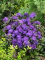 Produktbild: Rhododendron russatum 'Enziana', blauviolett, 30–40 cm