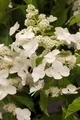 Produktbild: Pflanzen für Dich Gehölze Hydrangea pan. Levana, 1 St., Rispenhortensie