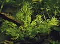 Produktbild: Aquarium Pflanze Microsorum pteropus Windeløv Wasserpflanze AquaOne Topf Nr.308B
