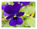 Produktbild: Stk - 15x Hornveilchen Admiration Viola cornuta hybrida Garten Pflanzen - Samen KS260 - Seeds & Plants Shop by Ipsa