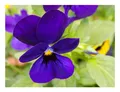 Produktbild: 15x Hornveilchen Admiration Viola cornuta hybrida Garten Pflanzen - Samen KS260