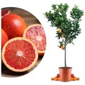 Produktbild: Meine Orangerie Obstpflanze Blutorangenbaum Citrus Sinensis 'Sanguinello', echte Blutorange, professionell veredelter und fruchtreifer Zitrusbaum 26 cm