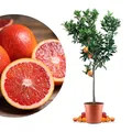 Produktbild: Blutorangenbaum Sanguinello Grande - echte Blutorange - Zitruspflanze - Blood Orange - veredelter Apfelsinenbaum in Gärtner-Qualität (Sanguinello, Grande)