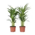 Produktbild: Plant in a Box 2 Goldfruchtpalmen Dypsis lutescens 60cm Zimmerpalme