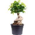 Produktbild: Value Greens Chinesische Feige  Bonsai-Style mit Ficus Ginseng  ca. 35 cm Hoch  Topf-Ø 17 cm
