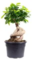 Produktbild: Chinesische Feige - Bonsai-Style mit Ficus Ginseng - ca. 35 cm hoch, Topf-Ø 17 cm