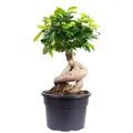 Produktbild: Chinesische Feige -  Bonsai-Style mit Ficus Ginseng - ca. 35 cm hoch, Topf-Ø 17 