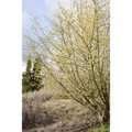 Produktbild: Cornus Mas Kornelkirsche Gelbe Blüten 125–150 cm