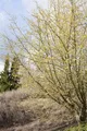 Produktbild: Pflanzen für Dich Gehölze Cornus mas, 1 St., Kornelkirsche, Gelber Hartriegel