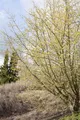 Produktbild: Cornus mas, Kornelkirsche, gelbe Blüten, 125–150 cm