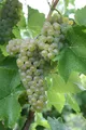 Produktbild: Vitis vinifera Solaris | weiße Weintraube robust stark sehr frühreif veredelt