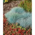 Produktbild: Festuca Glauca Elijah Blue Blauschwingel Ca. 9x9 cm Topf