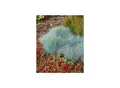 Produktbild: Festuca glauca 'Elijah Blue', Blauschwingel, ca. 9x9 cm Topf