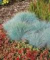 Produktbild: Festuca glauca 'Elijah Blue' 9x9 cm Topf – Winterhart, Mehrjährig, Pflegeleicht – Blau-Schwingel – Ziergras für Steingarten & Rabatte