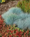 Produktbild: Pflanzen für Dich Gräser Festuca glauca Elijah Blue, 1 St., Blau-Schwingel, Blauschwingelgras, blaugrün, kompaktwüchsig