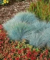 Produktbild: Festuca glauca 'Elijah Blue', Blauschwingel, ca. 9x9 cm Topf