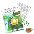 Produktbild: Physalis Samen (Physalis peruviana) - Exotische Kapstachelbeere Andenbeere ideal für die Anzucht im Garten, Balkon oder Terrasse