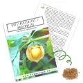 Produktbild: Physalis Samen (Physalis peruviana) - Exotische Kapstachelbeere / Andenbeere