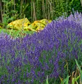 Produktbild: Echter Lavendel Hidcote Blue - großer Topf - Lavandula angustifolia - lebende Gartenpflanze aus den Baumschulen