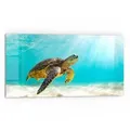 Produktbild: DEQORI Küchenrückwand 'Schildkröte unter Wasser', Glas Spritzschutz Badrückwand Herdblende beige 80 cm x 40 cm