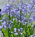 Produktbild: Liebesblume Schmucklilie Headbourne - Agapanthus africanus