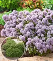 Produktbild: BALDUR Garten 2x Winterharter Oregano, Pflanzen im 9x9 cm-Topf, zarte, duftende Blütenwolken, aromatisches Würzkraut & Bodendecker, bienenfreundlich & pflegeleicht, winterhart, mehrjährig