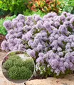 Produktbild: BALDUR Garten 2x Winterharter Oregano, Pflanzen im 9x9 cm-Topf, zarte, duftende Blütenwolken, aromatisches Würzkraut & Bodendecker, bienenfreundlich & pflegeleicht, winterhart, mehrjährig