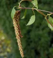 Produktbild: Sand Birke 100-125cm - Betula pendula