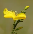 Produktbild: Niedriger Elfenbeinginster Niki 20-30cm - Cytisus kewensis