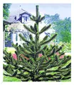 Produktbild: BALDUR Garten 1x Affenschwanz-Baum, Pflanze im 12 cm-Topf, Araucaria, Chilenische Schmucktanne, Affenbaum, Affenschaukel, Andentanne, winterhart, für Standort im Schatten geeignet