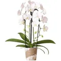 Produktbild: Kolibri Orchideen Weiße Phalaenopsis Orchidee Niagara Fall Topfgröße 12cm