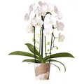 Produktbild: Kolibri Orchids | weiße Phalaenopsis-Orchidee - Niagara Fall - Topfgröße Ø12cm | blühende Zimmerpflanze - frisch vom Züchter