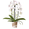 Produktbild: Exotenherz Zimmerpflanze Weiße Phalaenopsis Orchidee Niagara Fall Topfgröße 12cm