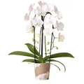 Produktbild: Kolibri Orchideen - Weiße Phalaenopsis Orchidee - Niagara Fall - Topfgröße12cm