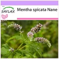 Produktbild: SAFLAX - Kräuter - Mexikanische Nana Minze - 500 Samen - Mentha spicata