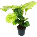 Produktbild: Exotenherz Schattenpflanze im Zebralook Calathea Orbifolia 12cm Topf ca. 40cm Hoch