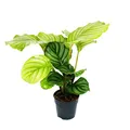 Produktbild: Schattenpflanze im Zebra-Look - Calathea orbifolia - 12cm Topf - ca. 40cm hoch