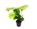 Produktbild: Exotenherz Zimmerpflanze Schattenpflanze Zebra-Look Calathea orbifolia 12cm Topf ca. 40cm hoch