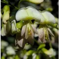 Produktbild: Japanische Schnurbaum 125-150cm - Sophora japonica