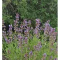 Produktbild: Echter Salbei Würzburg - Salvia officinalis
