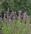 Produktbild: Echter Salbei Würzburg - Salvia officinalis