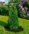 Produktbild: Pflanzen für Dich Konifere Thuja occ. Holmstrup, 1 St., Lebensbaum, Abendländischer Lebensbaum, kompakt, immergrün